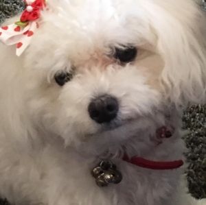 Meet your Posher, Holly